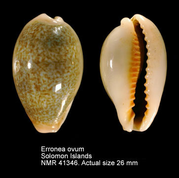 Erronea ovum.jpg - Erronea ovum(Gmelin,1791)